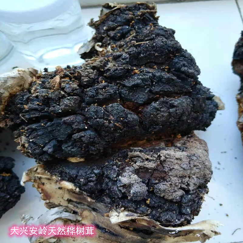 野生桦树茸大兴安岭地区