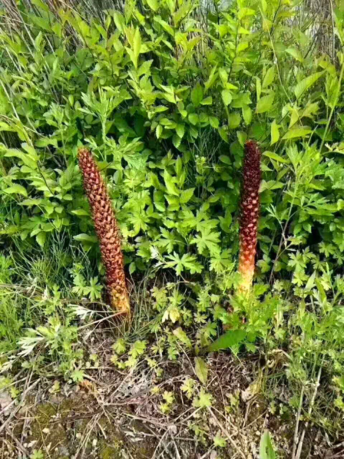 大兴安岭不老草野生草苁蓉泡酒料泡茶列当煲汤野生山苞米新货包邮-封面