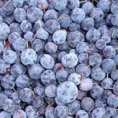 安东尼威廉健康食材大兴安岭速冻野生蓝莓精选手摘成熟10斤发货!