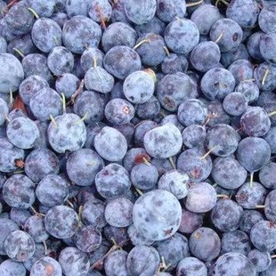 安东尼威廉健康食材大兴安岭速冻野生蓝莓精选手摘成熟度好