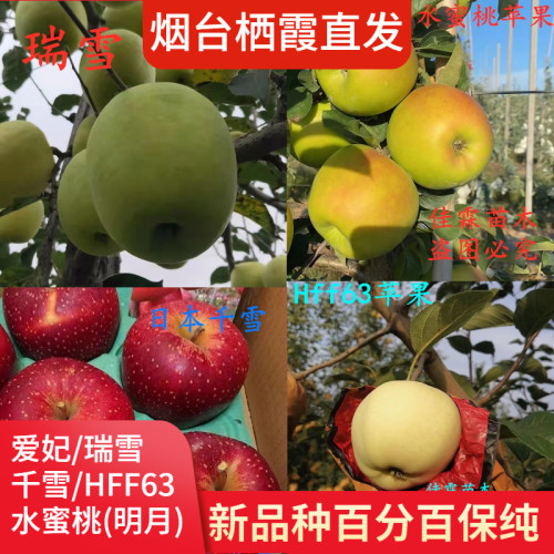 水蜜桃品种价格 水蜜桃品种图片 星期三