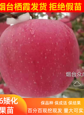 烟台栖霞红富士苹果树苗M26砧矮化响富众成一号维纳斯烟富8新2001