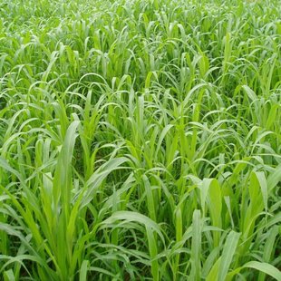 新鲜提摩西草非干草黑麦草宠物龟猫豚鼠兔粮食饲料苜蓿甜象菊苣草