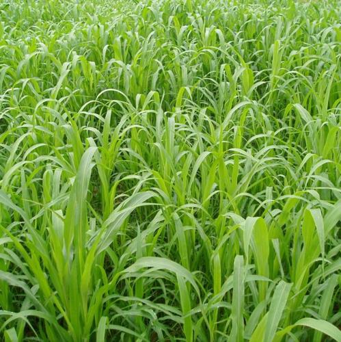 新鲜提摩西草非干草黑麦草宠物龟猫豚鼠兔粮食饲料苜蓿甜象菊苣草