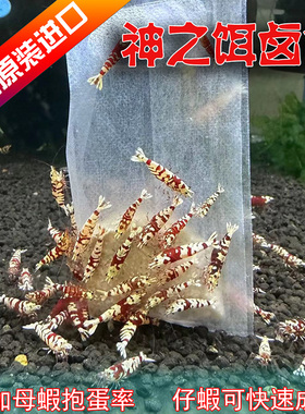 台湾进口卤料包观赏虾红白水晶极火 虾缸益生菌硝化细菌 促进繁殖