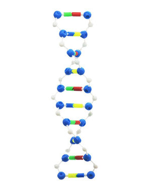 兰诗（LAUTEE）WS1003DNA双螺旋结构模型高中生物遗传基因实验室