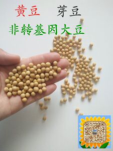 黄豆  芽豆  打豆浆  生豆芽 做小豆腐  非转基因大豆