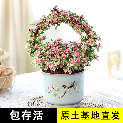 雅乐之舞稀有品种盆景多肉植物