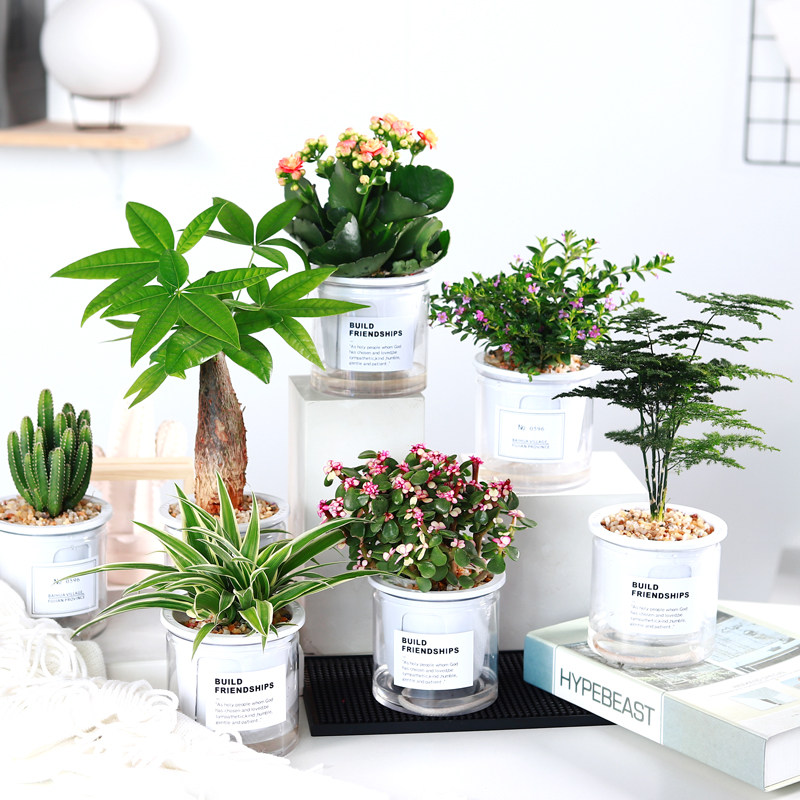 茉莉花盆栽长寿花卉植物室内绿萝绿植发财树吊兰满天星多肉