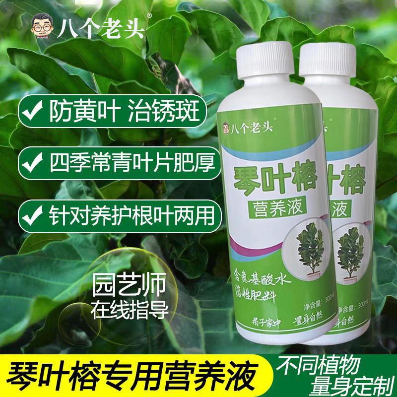 抖音爆款琴叶榕保湿专用肥榕树肥料人参营养液改善