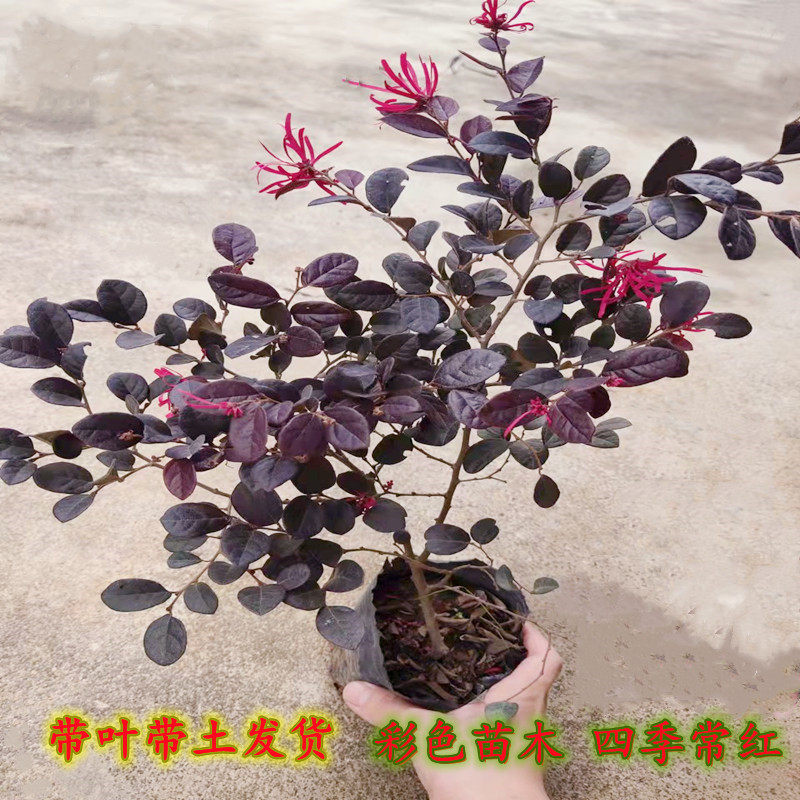 绿篱色块小苗红花继木小苗庭院四季彩色绿化苗木绿篱花坛花卉植物