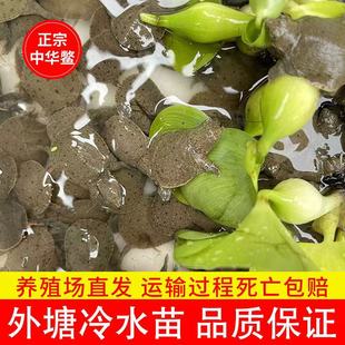 鱼塘生态中华甲鱼苗警苗鲜活团鱼水鱼苗于八苗龙鱼活饵100只鲜活