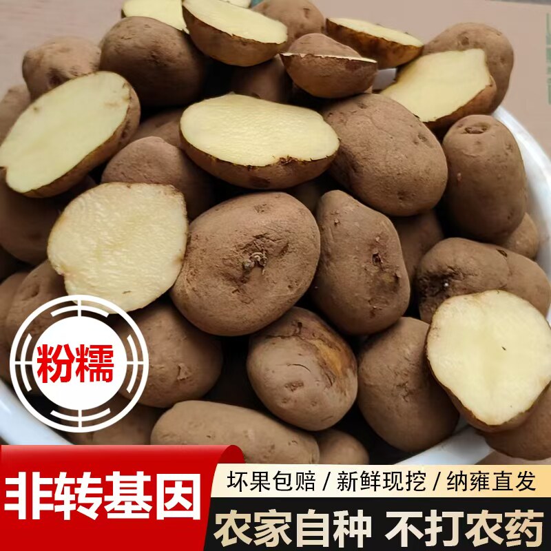 黄皮黄心土豆高山老品种米拉洋芋