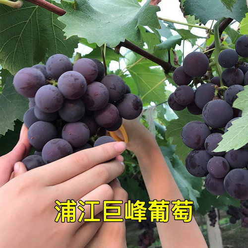 老品种巨峰葡萄树苗南北方种植