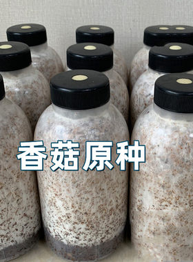 香菇花菇原种菌种可椴木种植