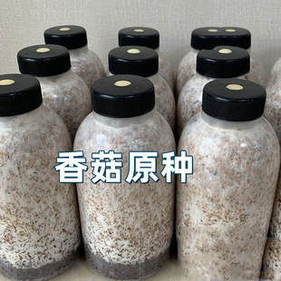 香菇原种二级种椴木香菇黑木耳菌种灵芝平菇花菇栽培种养殖户种用
