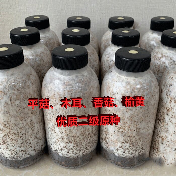 平菇木耳香菇榆黄灵芝二级种原种食用菌种活性强优质种子蘑菇种子