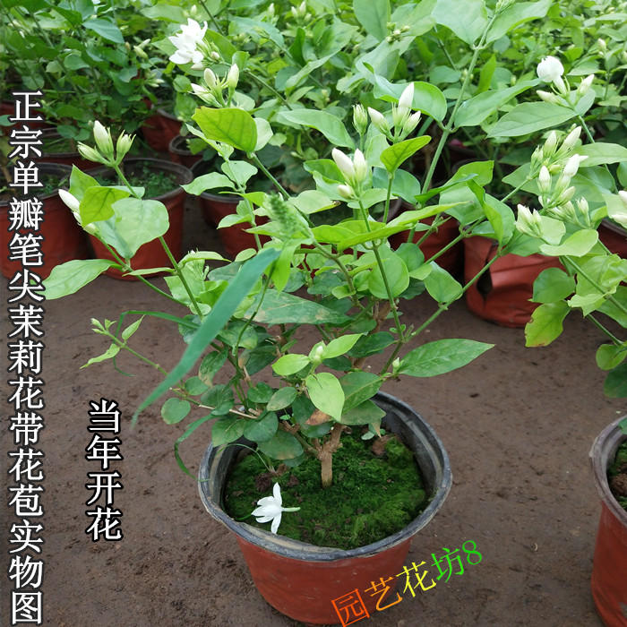 单瓣笔尖茉莉苗茉莉花盆栽室内室外浓香植物四季盆栽绿植花卉