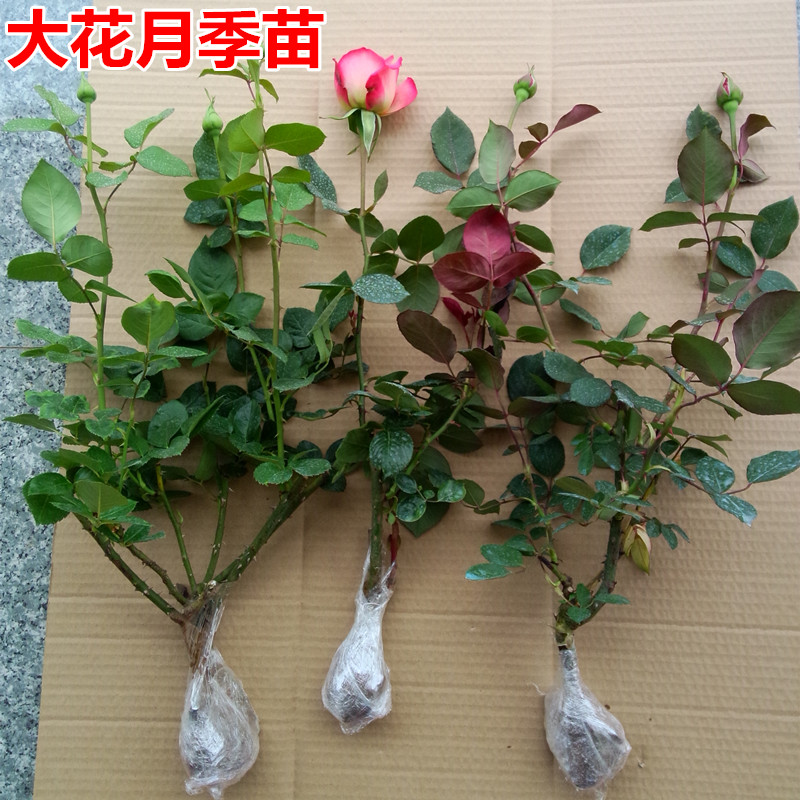 大花月季花苗盆栽庭院爬藤欧月苗玫瑰大苗当年开花四季花卉浓香型