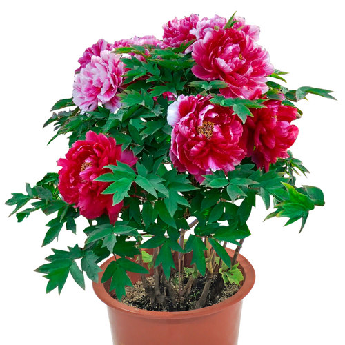 牡丹花盆栽洛阳庭院正宗五年大苗