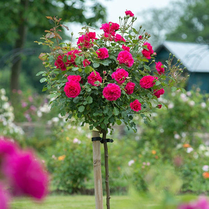 树形盆景玫瑰苗嫁接树状月季大花棒棒糖树桩植物庭院浓香四季花苗