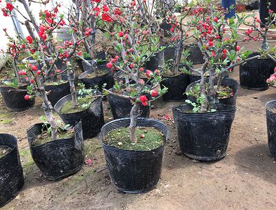 日本盆景阳台海棠带花树桩