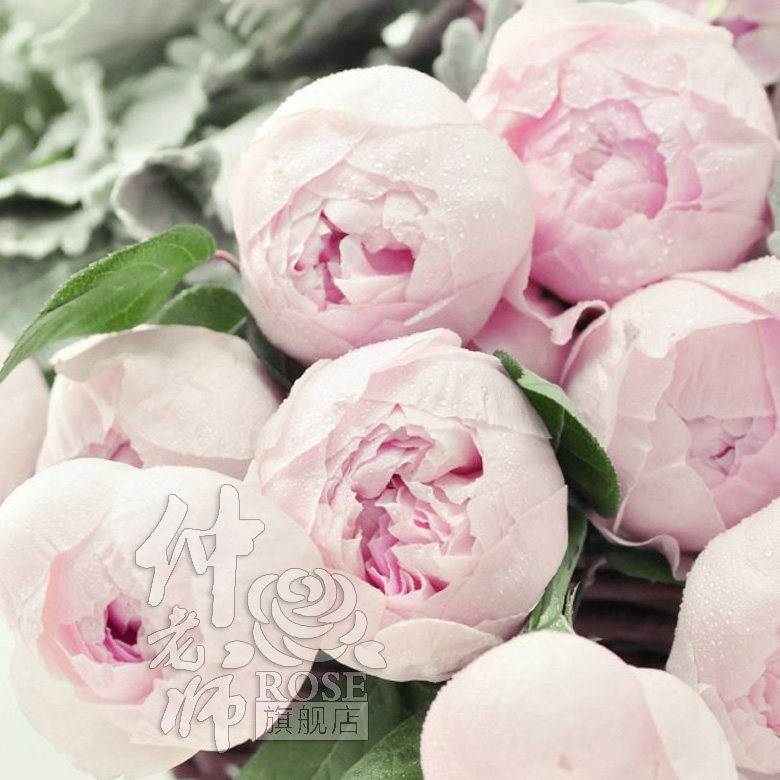 月季花粉色芍药 芍药粉月季花切花粉色勤花浓香灌木丰花月季