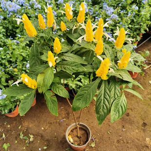 黄金塔花苗黄金宝塔花苗阳台盆栽黄虾花黄虾衣花四季开皇后金苞花