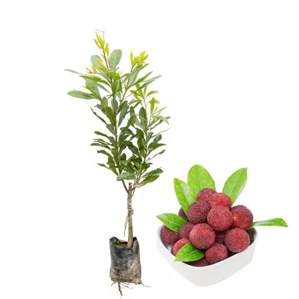 杨梅苗嫁接苗东魁杨梅苗正宗杨梅树苗特大早熟南北方种植当年结果