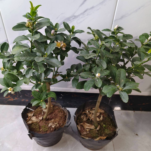 柠檬树苗香水柠檬苗树盆栽