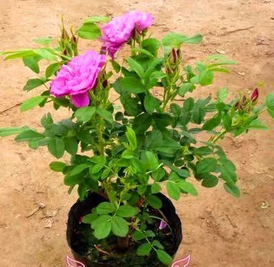 大马士革食用玫瑰花苗平阴四季玫瑰带刺 清新香味 基地直销