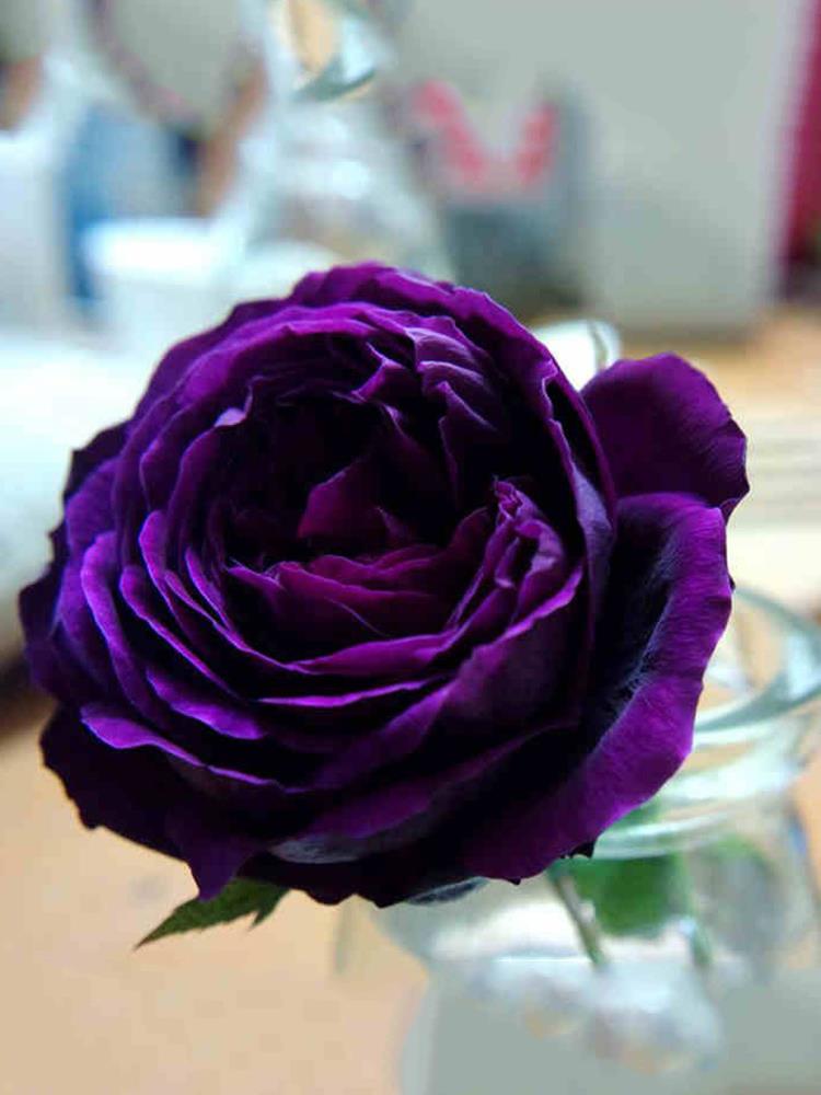 日月大花浓香月季花苗皇宫紫黑包子型四季开阳台花园玫瑰盆栽花卉