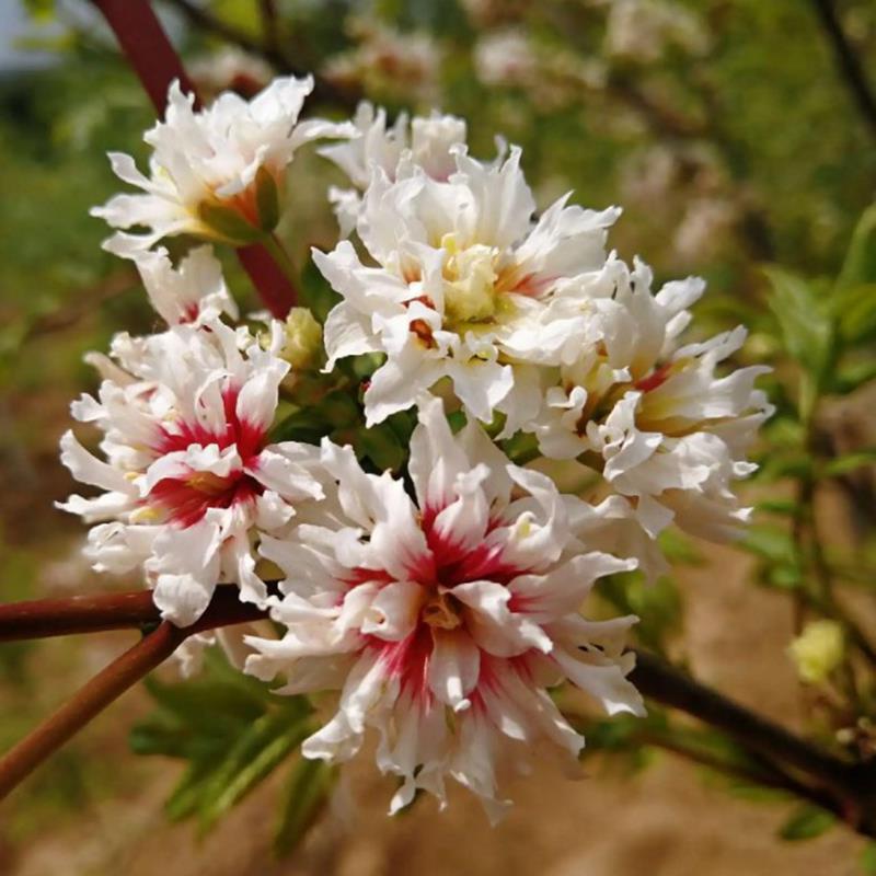 文冠花树苗盆栽地栽文冠果苗庭院别墅南北方种植文官树四季长青植