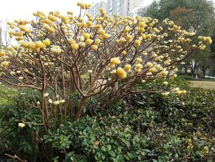 结香大小苗浓香树苗庭院耐寒花卉植物喜花打结花梦冬花 结香花苗