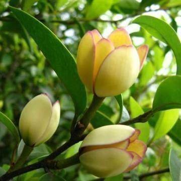 含笑花苗香妃花树浓香型四季花卉植物庭院阳台当年开花四季青耐寒