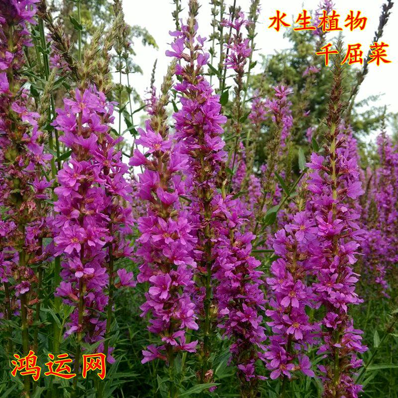 千屈菜种子多年生水生植物花卉花海种子草花种子景观绿化耐湿种子