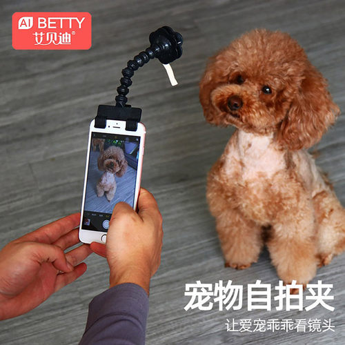 宠物拍照神器猫咪狗狗看镜头