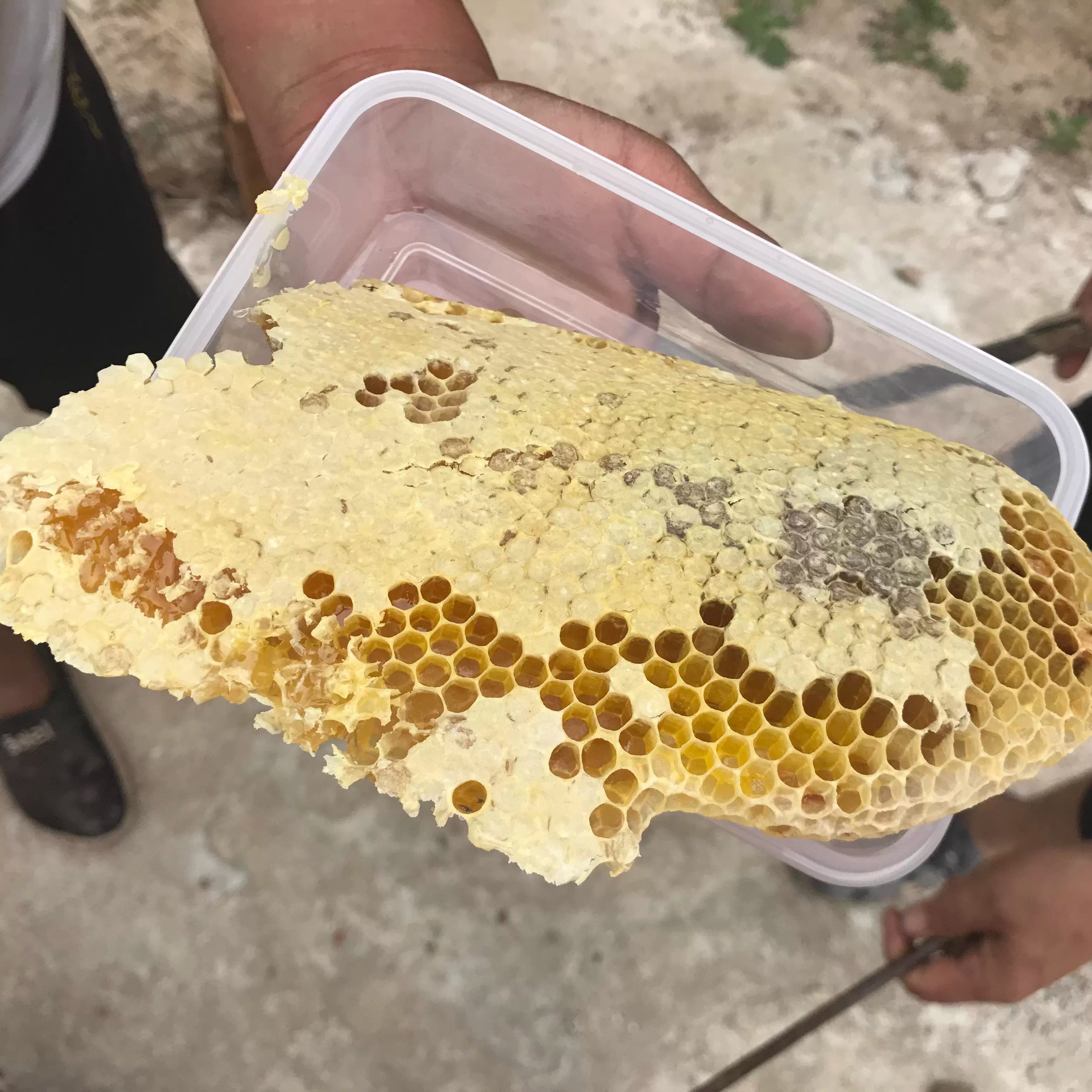 天然野生蜂巢蜜蜂蜜无添加秦岭深山农家自产土蜂蜜原蜜老巢蜜