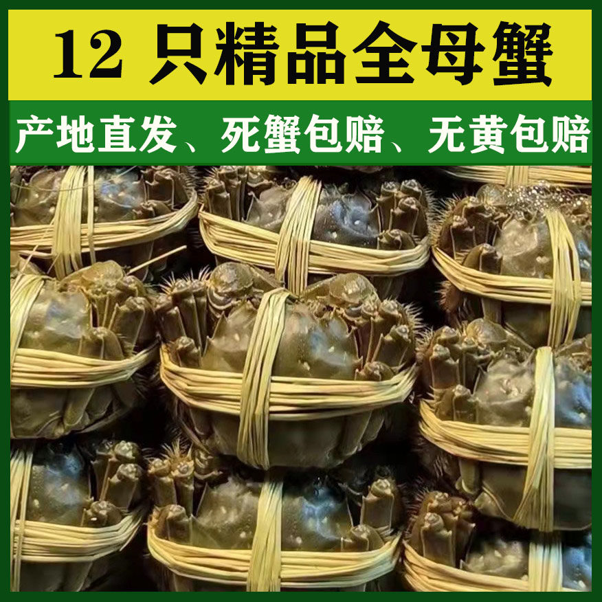 愫水鲜活12只满黄全母螃蟹