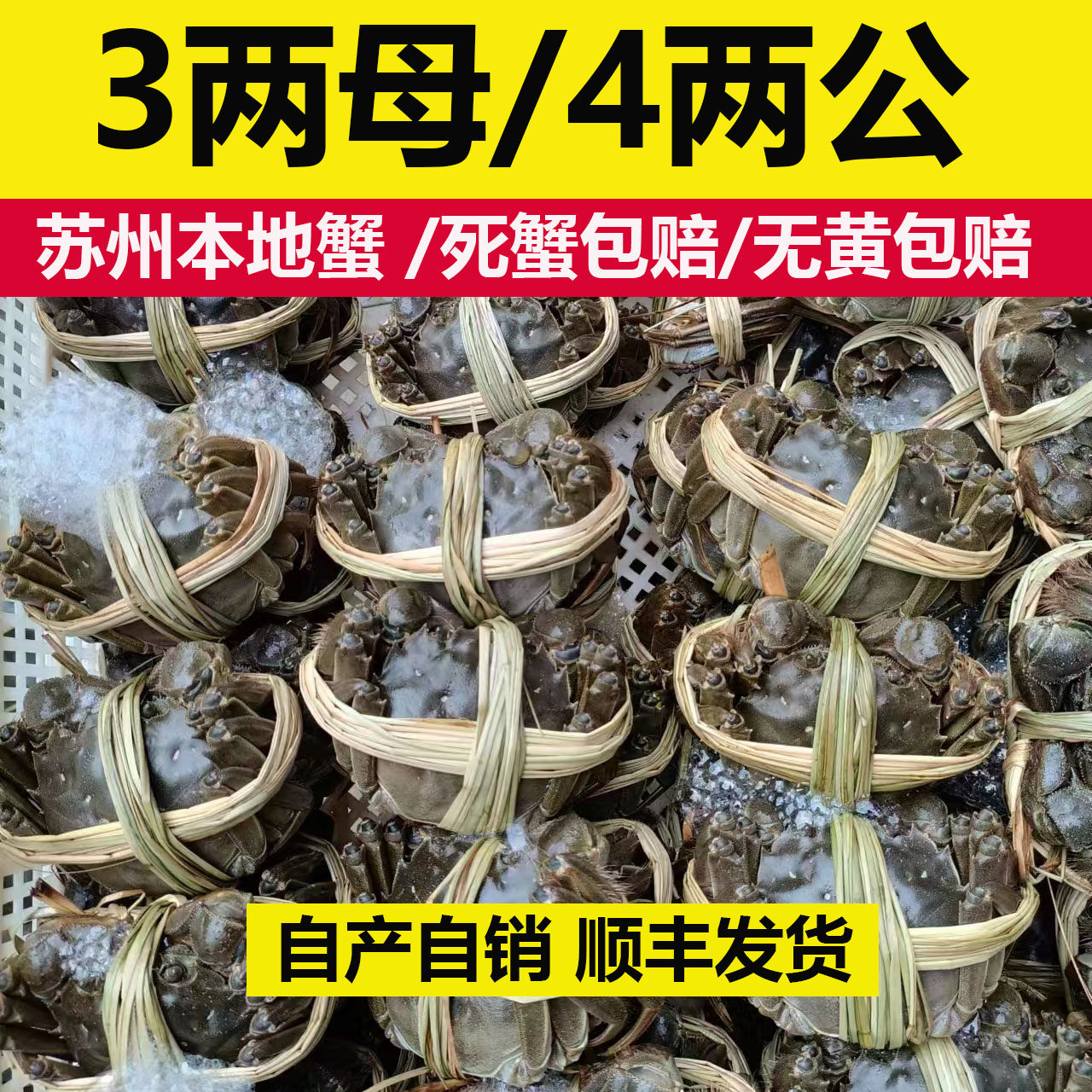 苏州大闸蟹公蟹4两母3两自产自销