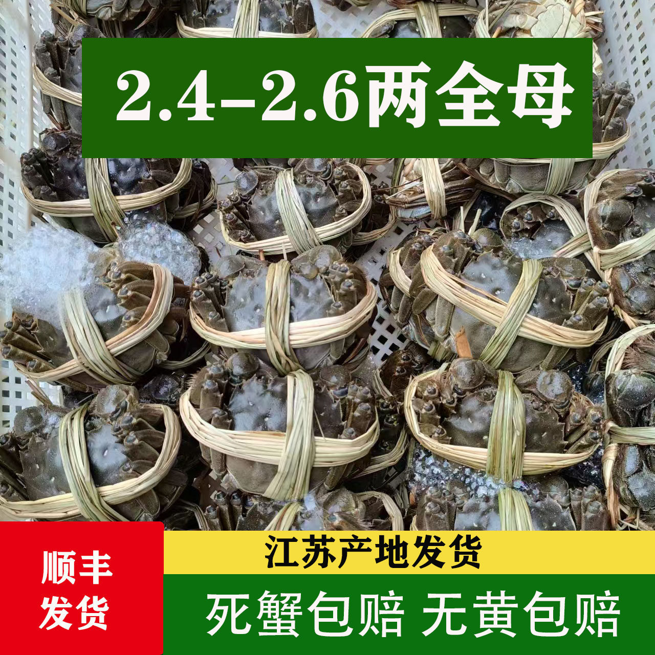 愫水活蟹江苏洪泽湖大闸蟹鲜活10只2.4-2.6两全母螃蟹河蟹中秋