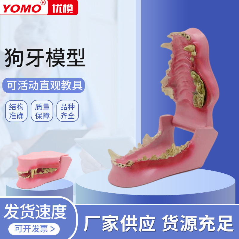 优模厂家供应动物牙齿模型 动物牙齿犬科牙口腔教学模型狗骨骼犬骨骼