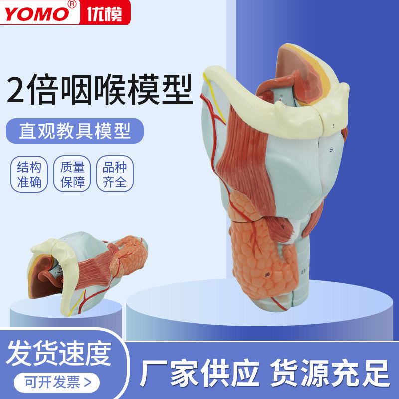 优模医学人体喉肌喉软骨喉咙咽喉口腔甲状腺解剖模型 教具耳鼻喉科