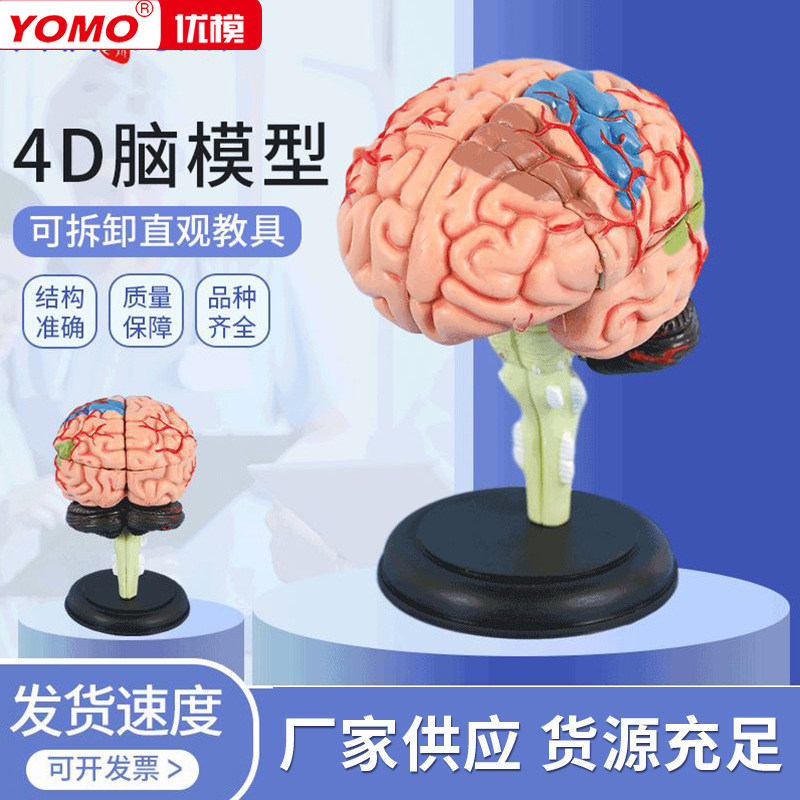 优模医学4d拼装大脑模型脑部结构解剖可拆卸模型 教学益智玩具