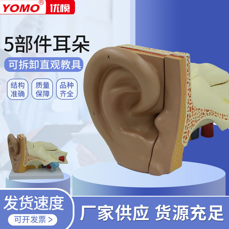 优模耳朵模型 人耳模型 耳科模型 解剖模型 ear model