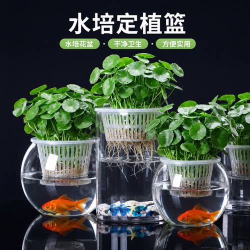 水培定植篮鱼缸花盆固定篮玻璃花瓶铜钱草无土种植绿萝植物固根架