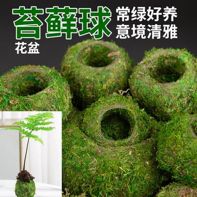 苔藓球花盆微景观盆栽盆创意花盆