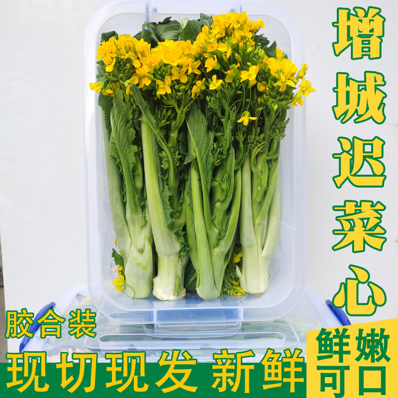 增城迟菜心新鲜小楼镇腊布高脚