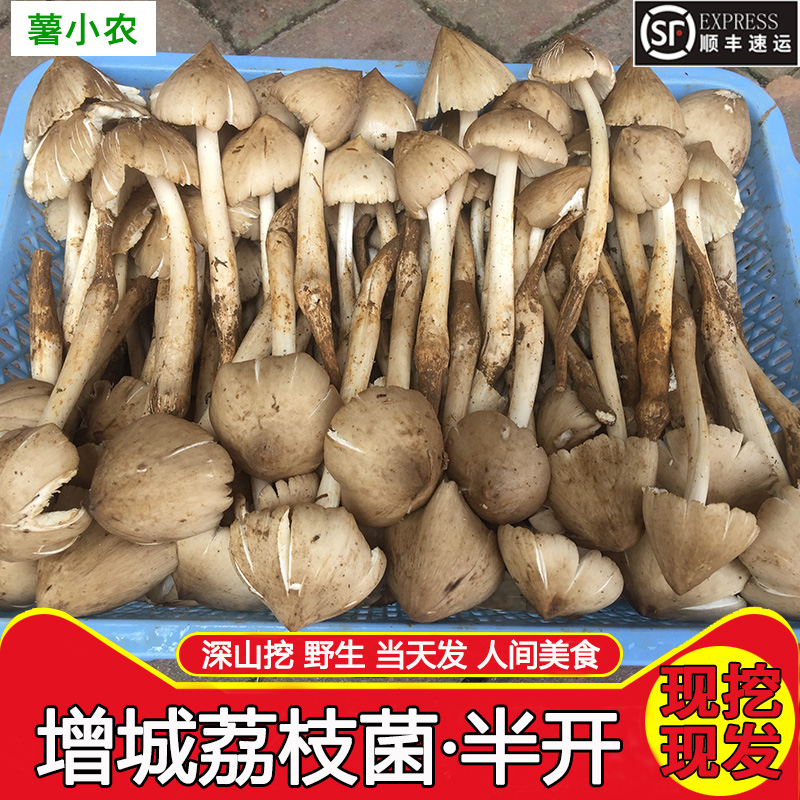 增城荔枝菌 1斤（500g）  顺丰空运包邮  偏