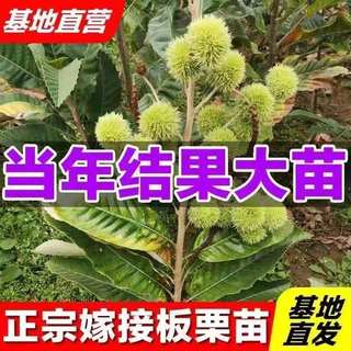 板栗苗树苗嫁接大红袍板栗苗特大栗子树苗北方地栽果树苗南方种植